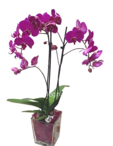 Pianta di orchidea phalenopsis vari colori