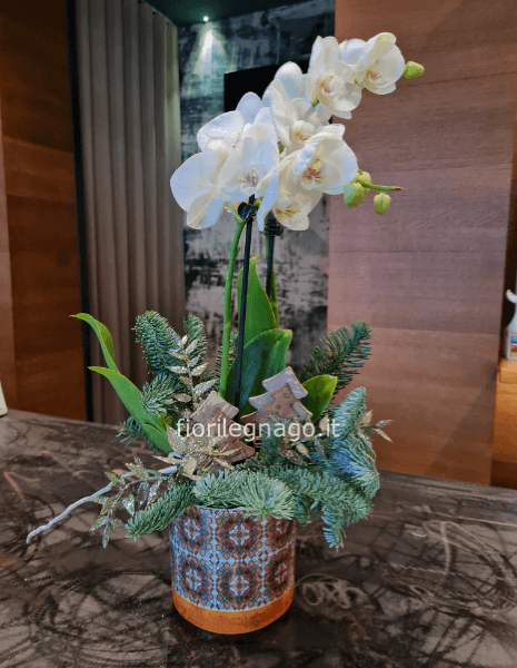 Pianta di orchidea Phalenopsis bianca a due steli con vaso