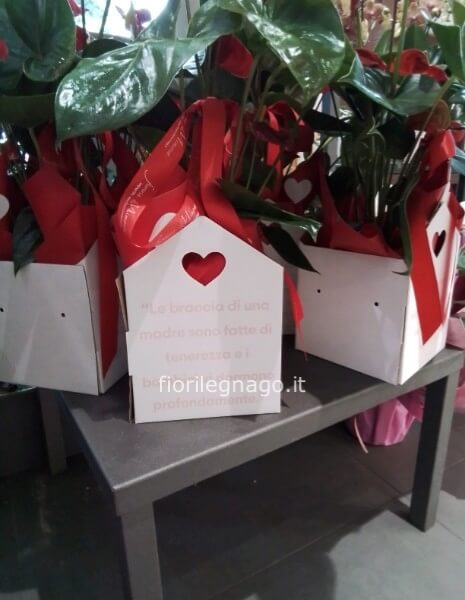 BOX CON FRASE con pianta fiorita FESTA DELLA MAMMA