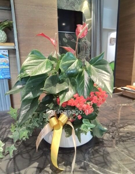 Composizione piante miste