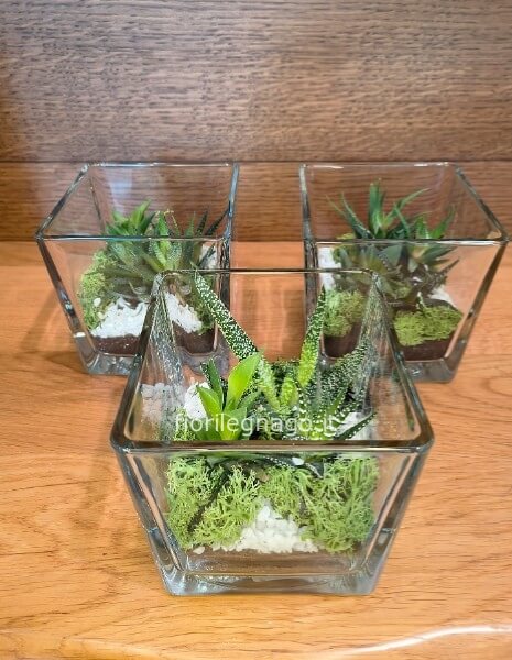 Composizione di piante grasse