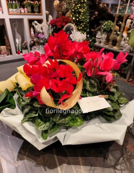 Ciclamini confezionati