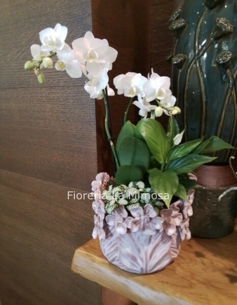 Composizione di piante miste con ceramica Luxury